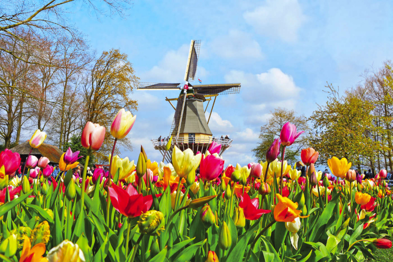 Dutch Bulbfields and the delights of Amsterdam · Mistral Holidays